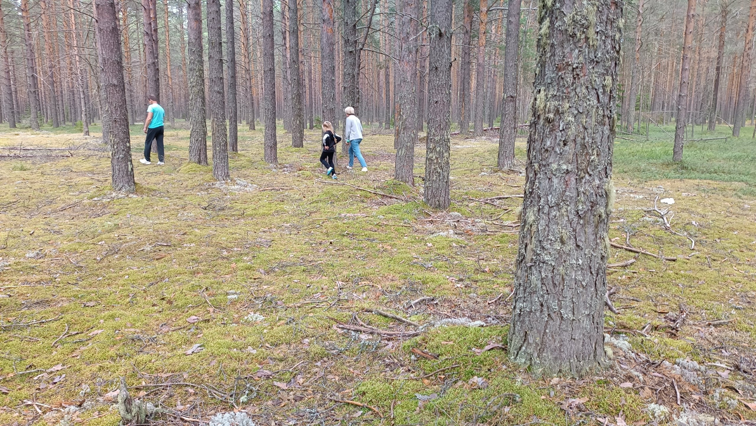  В Ярославле нашли самый чистый лес