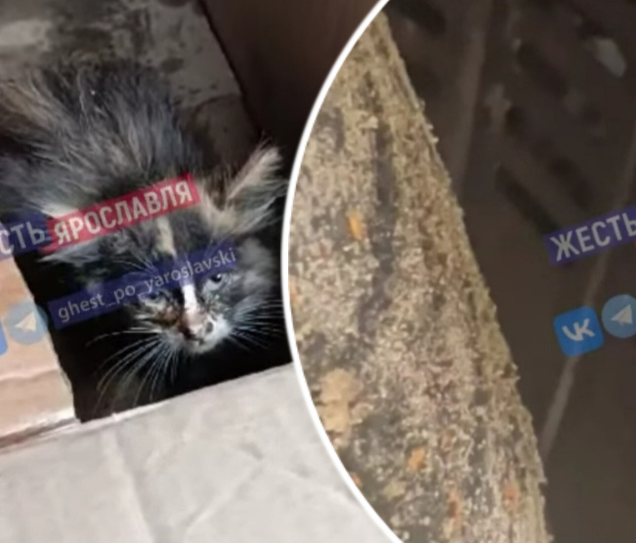  Ярославец спас котенка, забравшегося ему под капот