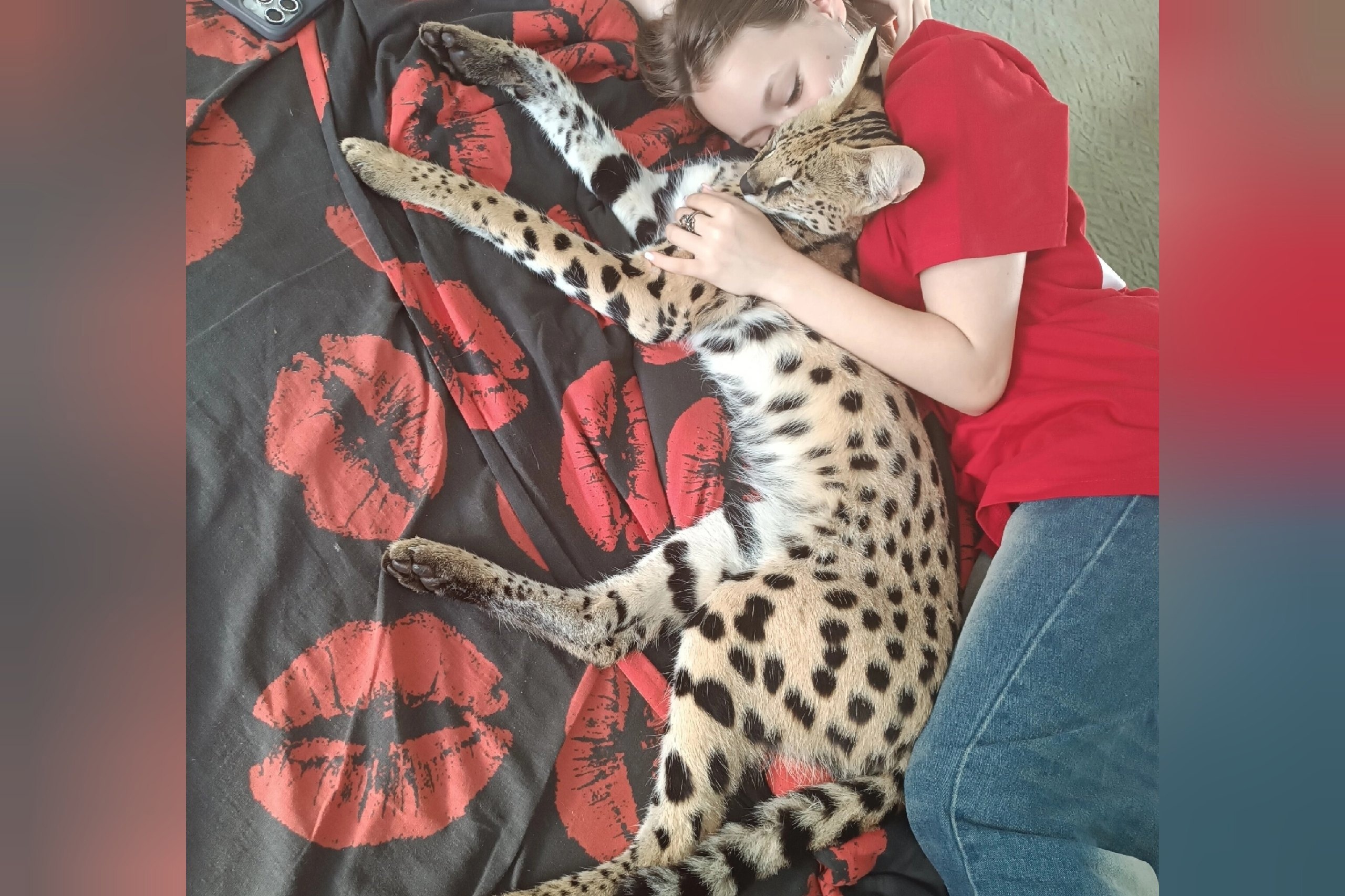 Пропавшего маленького леопарда нашли на территории завода в Ярославле