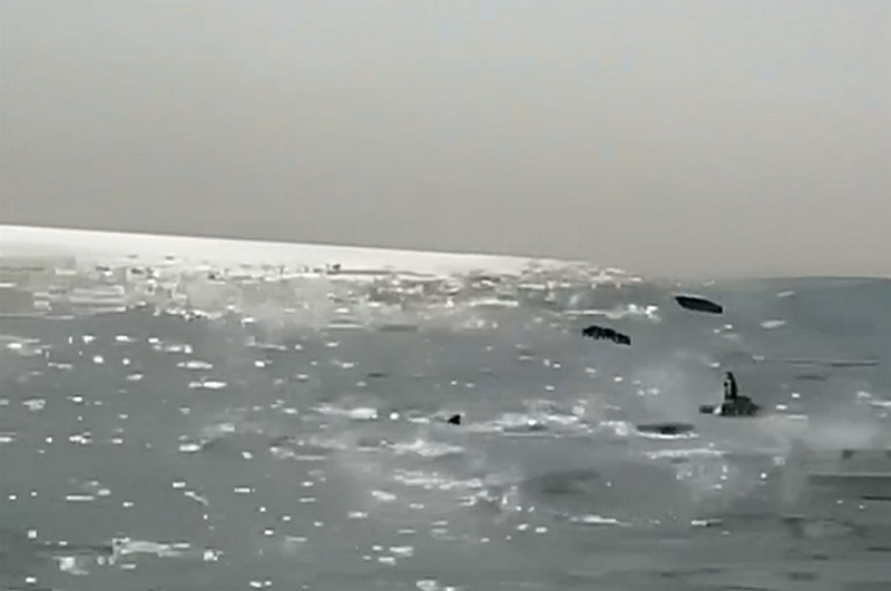 "Это роды или обед?": дельфины поразили отдыхающих на побережье Азовского моря