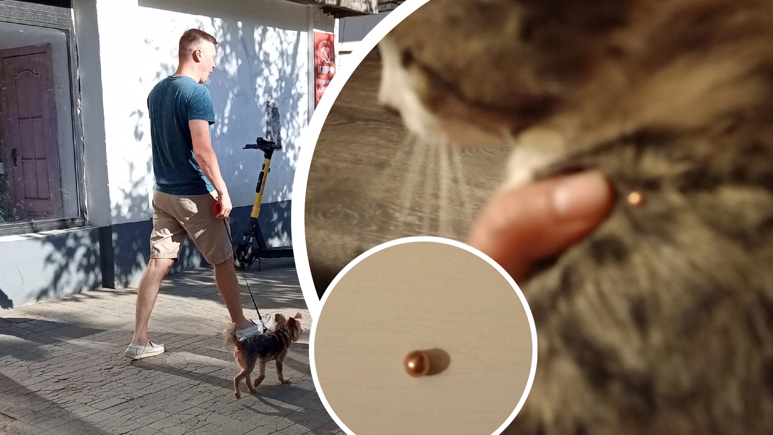 В Ярославле неизвестные стреляют по кошкам пластмассовыми пулями