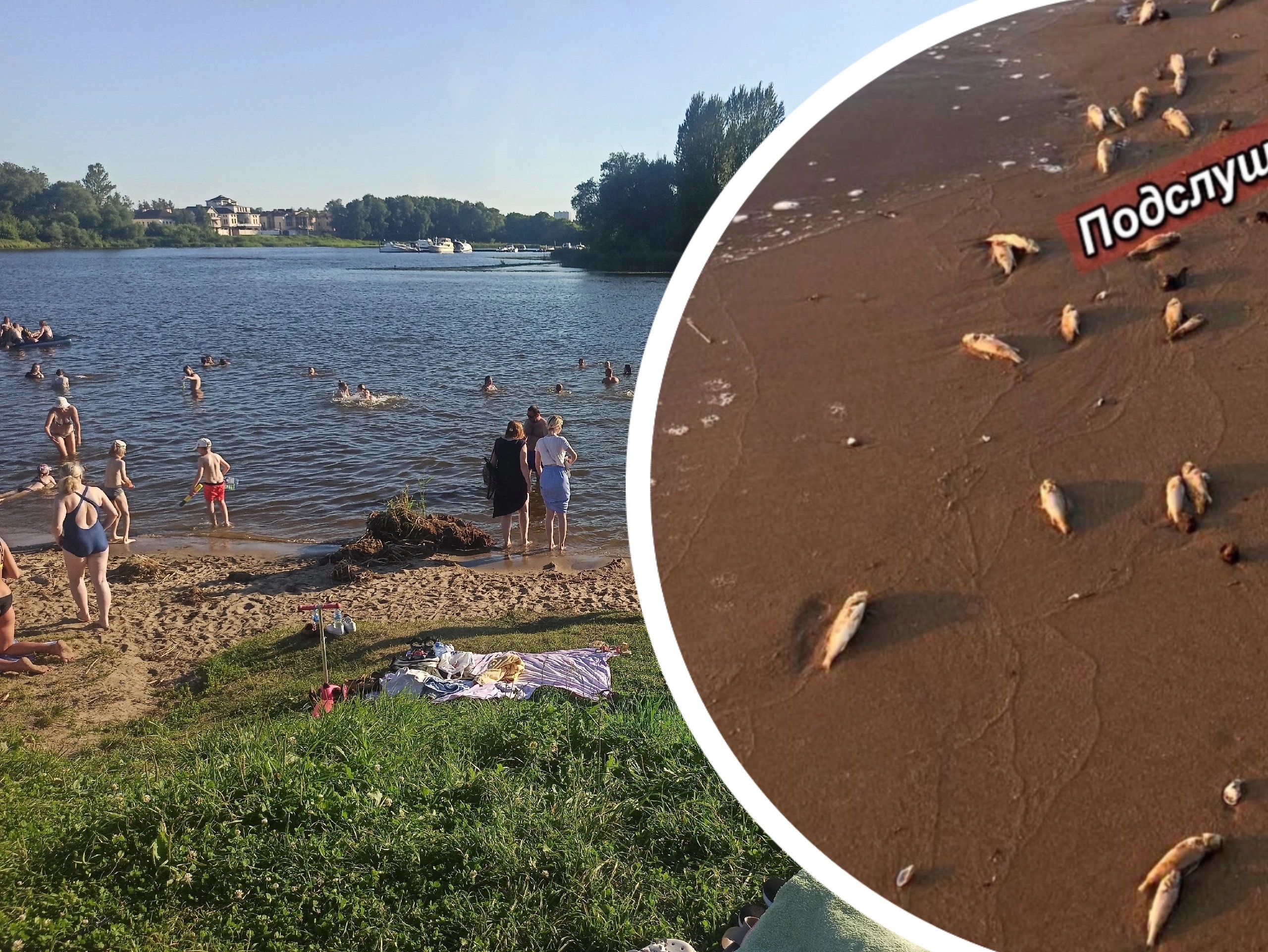 Побережье Рыбинского водохранилища усеяно мертвой рыбой 