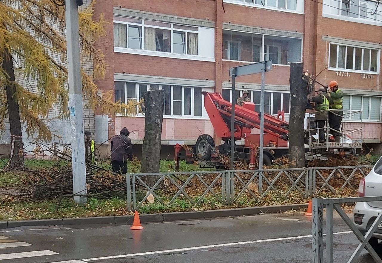 В Ярославле спилят две тысячи деревьев   