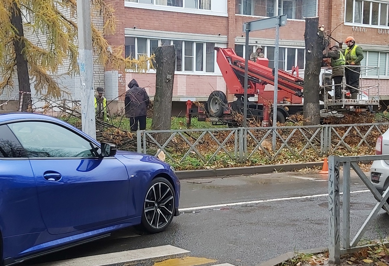 Ярославцев разгневал спил деревьев в центре города: "Срубили живые деревья, а аварийные так и стоят"