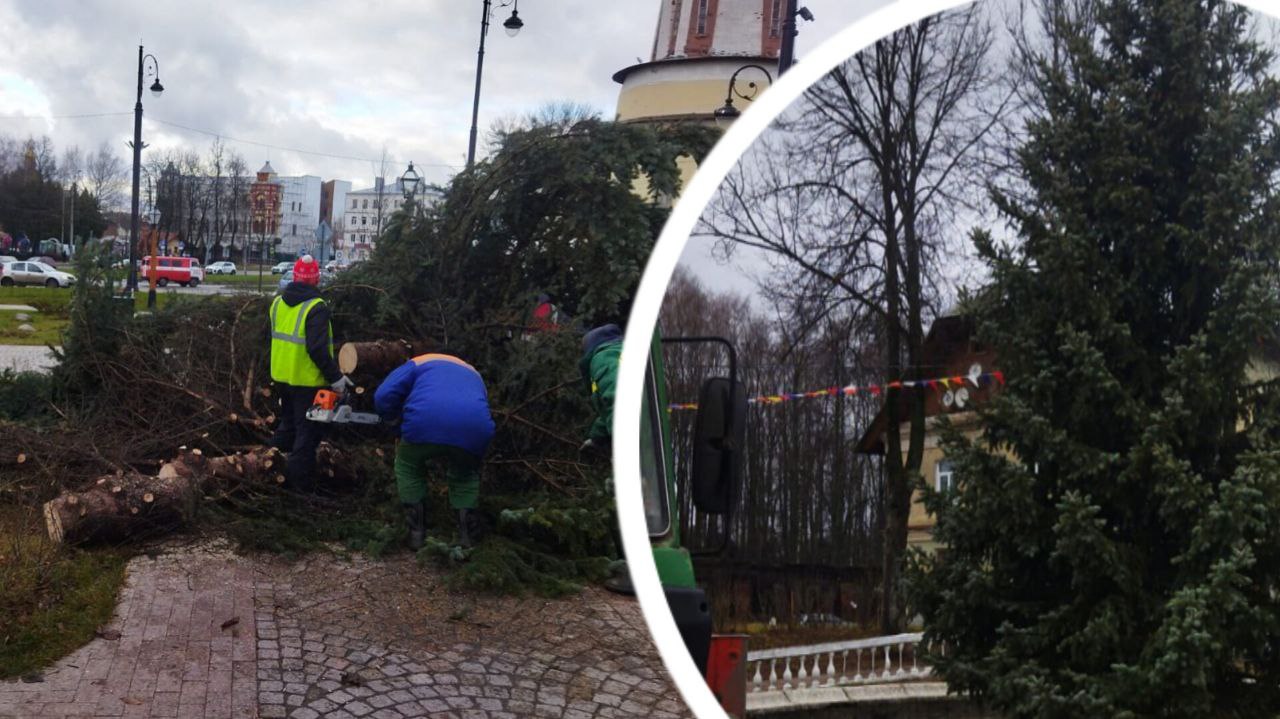 В Рыбинске поваленную ураганом ель сделают новогодней